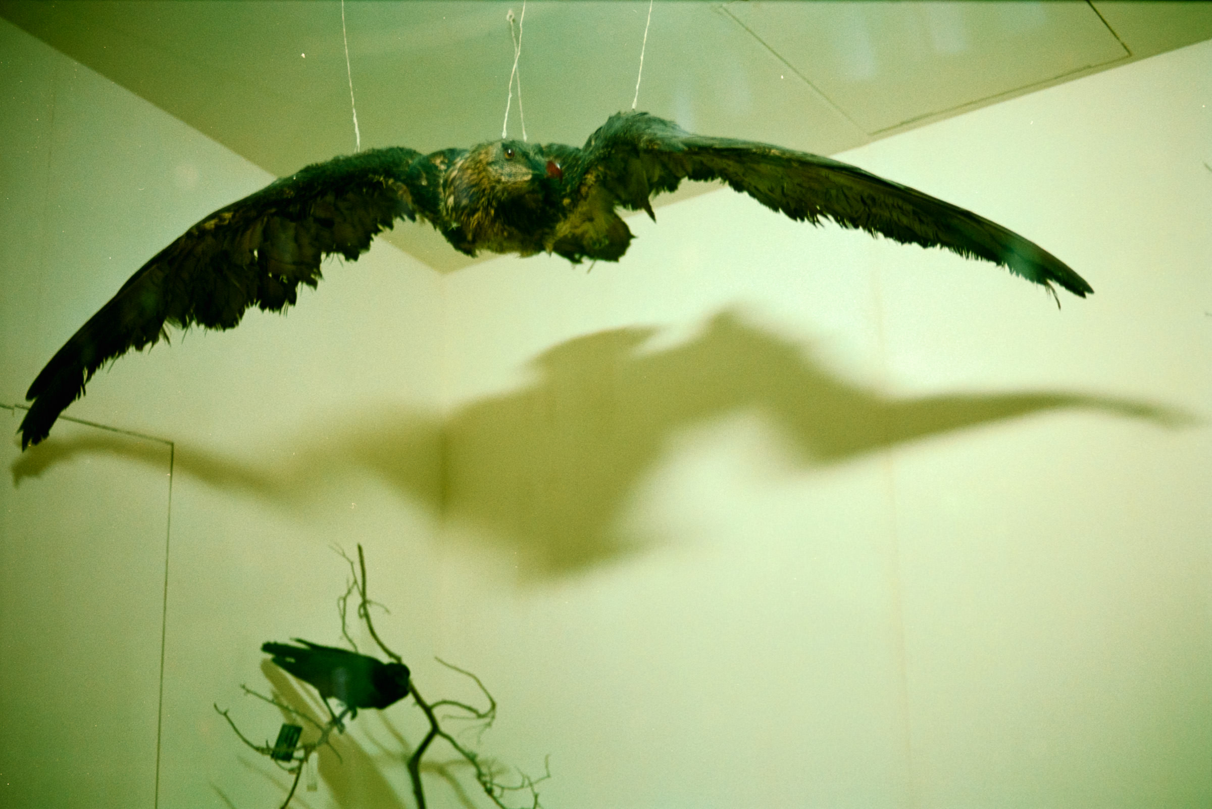 AHP film 2005 01 001 sc240825 img08 NLP